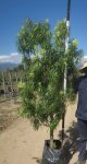 Podocarpus Henkelii 40LT