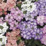 Verbena Tuscany Pastel Mix Seed - 20 Raw Seed