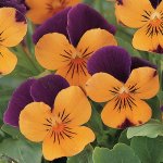 Viola Sorbet Orange Jump Up Xp Seed - 25 Raw Seed