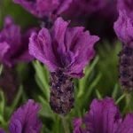 Lavandula Stoechas Anouk Burgundy 12CM Pot