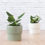 Heart Leaf Fern - In 16CM Flo Sage Green Planter