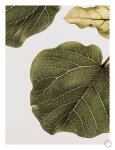 Abutifolia 2 Art Print - A3