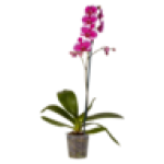 Phalaenopsis Plant 12CM