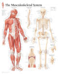 Musculoskeletal System 1102