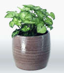 Syngonium Podophyllum Pixie Seedlings - 3 Plug Plants