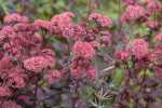 Sedum X Bertram Anderson 128 Plug Tray