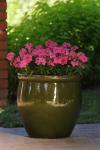 Verbena Quartz Pink Xp Seed - 500 Raw Seed