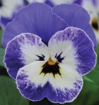 Viola Sorbet Delft Blue Xp Seed - 500 Raw Seed