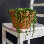String Of Pearls - Large - 24CM Azalea Terracotta Pot Set