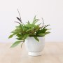Hoya Pubicalyx - In Speckled Shing Plinth Planter
