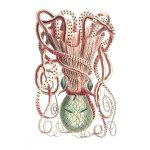 Octopus 3 Art Print