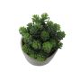 Botanical Decoration - Artificial Plant In White Pot - 11X20CM - Crassula