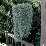Dichondra Silver Falls Seed - 10 Raw Seed