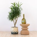 Dragon Tree - Alchemy - In 35CM Mimi Palm Leaf Basket