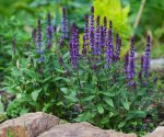 Salvia “indigo Spires” Blue 17CM Pot