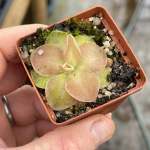 Butterwort Pinguicula 'wesser' - Small Potted Plant