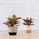 Chinese Evergreen - King Of Siam - In Liquorice Black + White Cotton Cord Planter