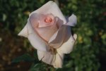 Kolbes Diamond Hybrid Tea Rose 5LT