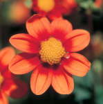Dahlia Top Mix – “orange” Bulbs