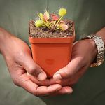 Venus Fly Trap 'crossed Teeth.' Special Import. - Dormant Plant. 12CM Plastic Container.