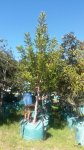 Ceratonia Siliqua 500LT Tree