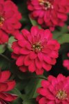 Zinnia Zahara Double Cherry Seed - 10 Raw Seed