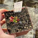 Venus Fly Trap 'lunatic Fringe.' Special Import. - Dormant Plant. 7.5CM Plastic Container.