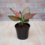 Chinese Evergreen - Red Valentine - 14CM Nursery Pot
