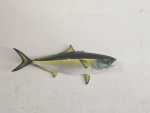 Cape Yellowtail 86 Cm