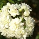 Rosa Banksia Alba White Climbing Rose 5LT