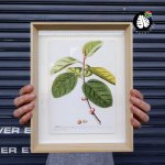 Framed Print - Ficus - A4 - Print Frame 30CM X 42CM