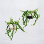 Lipstick Vine - Scooby Doo - Paired With Mia Melange Hanger - Liquorice