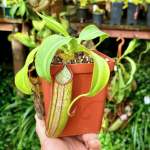 Tropical Pitcher Nepenthes 'sp 1 ' BE-3172