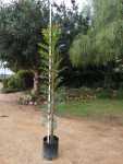 Ekebergia Capensis 20LT