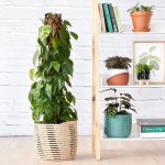 Heart Leaf Philodendron - Moss Pole - In 30CM Shishi Basket