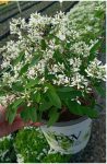 Euphorbia Diamond Star 25CM Hanging Basket