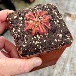 Sundew Drosera Spathulata Typical Form - Small To Medium Plant. 7.5CM Plastic Container.