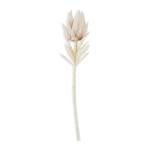 Pink Protea Stem