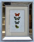 Antique Mirror Butterfly Picture – 51X41CM