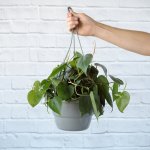 Heart Leaf Philodendron - Hanging Basket - 20CM Hanging Basket XL Limited Edition