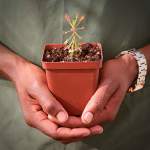 Sundew Drosera Madagascariensis - Small To Medium Plant. 7.5CM Plastic Container.