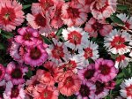 Dianthus Super Parfait Mix Seed - 10 Pelleted Seed