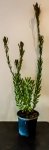 Leucadendron Harvest Girl 17CM