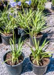Agapantha Medium Blue 17CM Pot