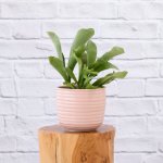 Staghorn Fern - In Pink Poodle Planter