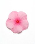 Vinca Pacifica Blush Xp Seed - 1000 Raw Seed