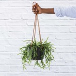 Pfeiffera Boliviana - In 16CM Black Ceramic Emerson Hanger