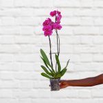 Moth Orchid - Pink - 12CM Nursery Pot 2 Stems