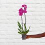 Moth Orchid - Pink - 12CM Nursery Pot 2 Stems
