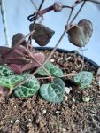 Ceropegia 21CM Hanging Basket String Of Hearts